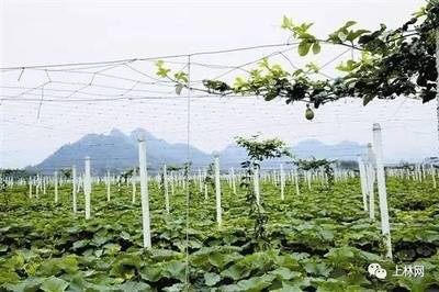 拭目以待！上林村莊 農副產品種植引領五星鄉村旅游新風尚