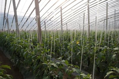 央媒看開封 河南開封托穩扶貧“菜籃子”，農副產品種植助力鄉村振興