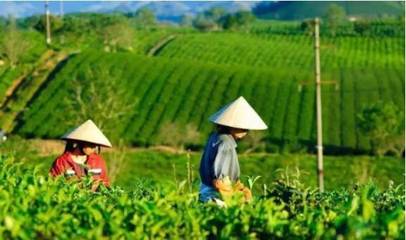 不可不知的茶文化生態景觀 農副產品種植與生態經濟的完美融合