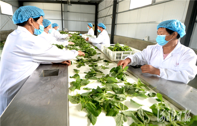 河北邢臺 野菜種植富農家，特色農產興鄉村