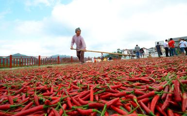 遵義辣椒紅火燎原，產業集群助推農副產品種植新篇章