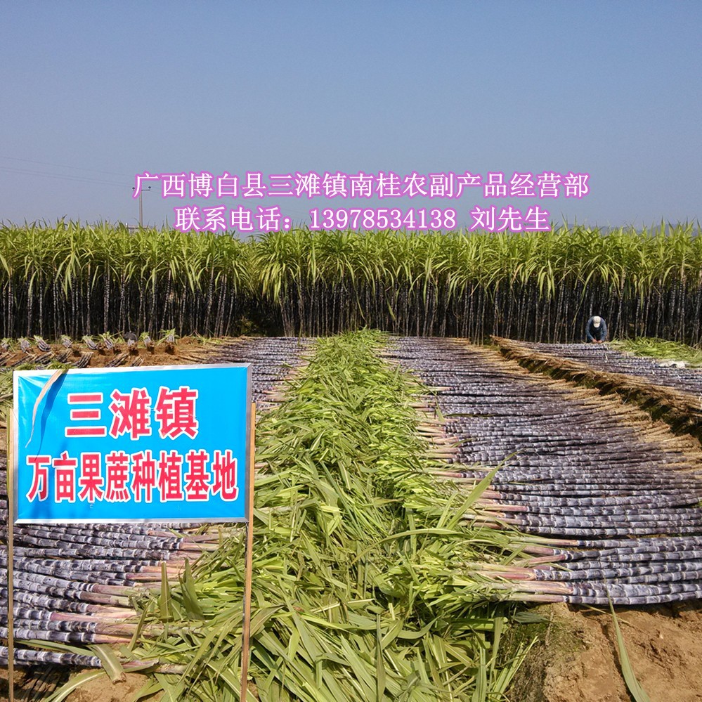 甜蜜的饋贈 黑皮甘蔗——我家鄉的綠色寶藏