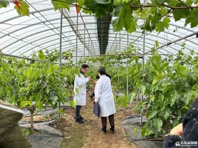 競速萬億級產業藍海 萊西啟動預制菜全產業鏈培育工程，深耕農副產品種植根基