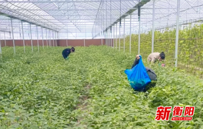 衡東縣供銷合作社 發揮組織優勢，撬動蔬菜產業與農副產品種植新引擎