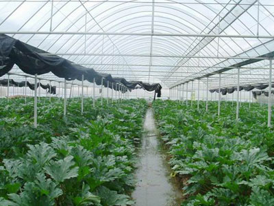 綠色健康食材配送 豐富種類與高效配送方式解析