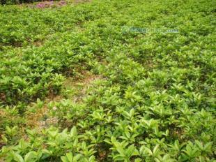 供應長沙丹桂全攻略 價格、基地、小苗與種植技術詳解