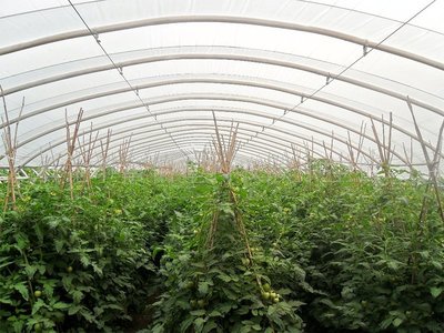 臭氧化法在農副產品種植中的革新應用與前景