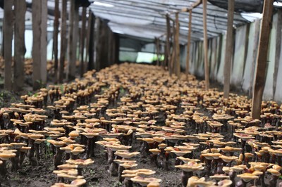 傾多鎮巴康村 農副產品種植繪就群眾增收致富新畫卷