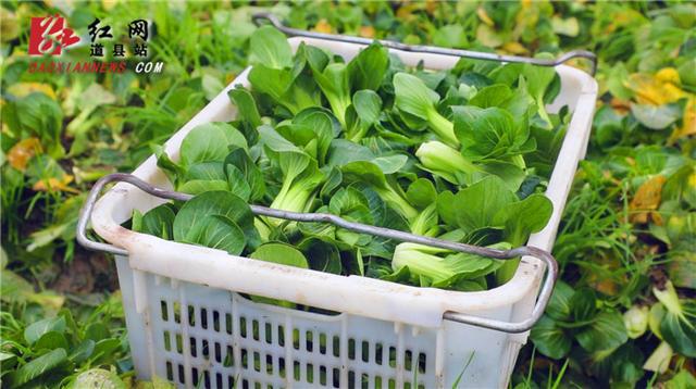 道縣蔬菜穩產保供，群眾“菜籃”充實