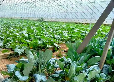 松江保供 80噸品類蔬菜抵松，本地種植助力全市“菜籃子”