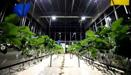 拼多多 慢下來，才能越拼越快——農副產品種植的踏實之道