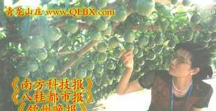 誠招百香果種植示范戶與苗木銷售代理商 攜手共創甜蜜事業