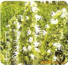 青島百草香 香花草卉種子與種苗產品全攻略及農副產品優質推薦