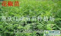 種出豐收與供給穩定 九葉青花椒芽苗高價并不神秘規模化擴產重托同您成長