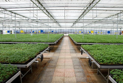 草原水城沽源 夏日清涼與農珍的夢幻交織