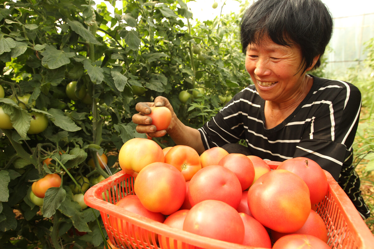 河南許昌 蔬菜產業助農脫貧增收，農副產品種植綻放新活力